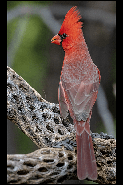 North Cardinal Perched